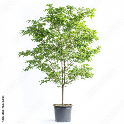 Green Blaze Maple 7.5 years old , 15 ft ht. 9 ft width, 6 ft standard, summer foliage, photorealistic, clean white background photo