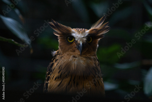 Close-Up of the Majestic Buffy Fish Owl in Its Natural Habitat at Night photo