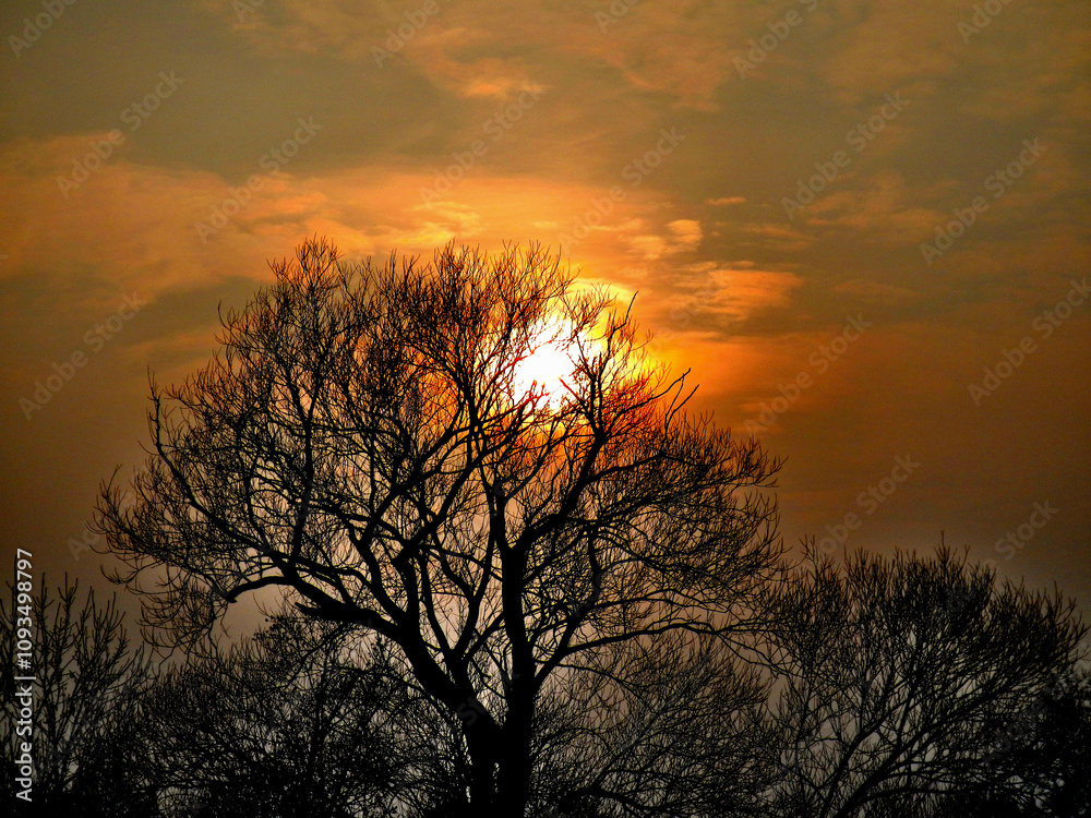 Obraz premium Black branches, sun low above trees, misty horizon in winter time and colorful sky with clouds - evening composition in abstract orange and yellow colors and grey fog.