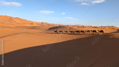 Dromedaries in Sahara desert 