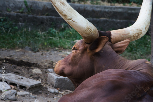 Majestic Ankole Watusi Bull Resting with Large Curved Horns photo