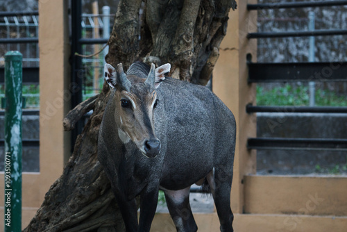 Close-Up of a Nilgai Antelope in a Zoo Enclosure Setting