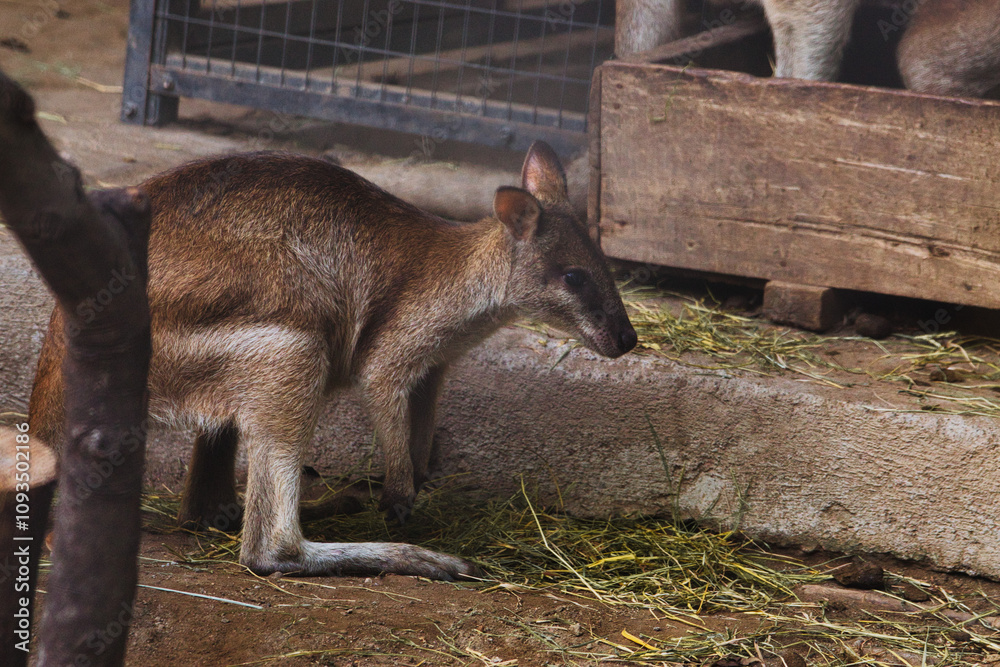Wallaby Feeding in Natural Habitat at Zoo Enclosure Wallaby Feeding in Natural Habitat at Zoo Enclosure