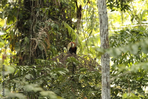 Papuan hornbills or hornbills, seen playing in the trees of tropical forests. This bird is easy to find in the Maluku Islands, photo