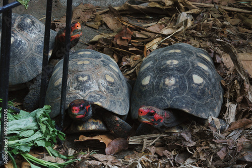 Pair of Chery Head Red-Footed Tortoises Resting on Leaf Litter in Nature photo