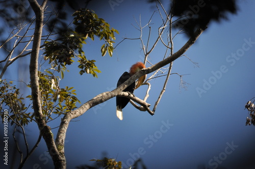 Papuan hornbills or hornbills, seen playing in the trees of tropical forests. This bird is easy to find in the Maluku Islands, photo