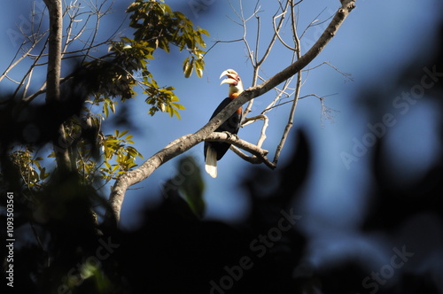 Papuan hornbills or hornbills, seen playing in the trees of tropical forests. This bird is easy to find in the Maluku Islands, photo