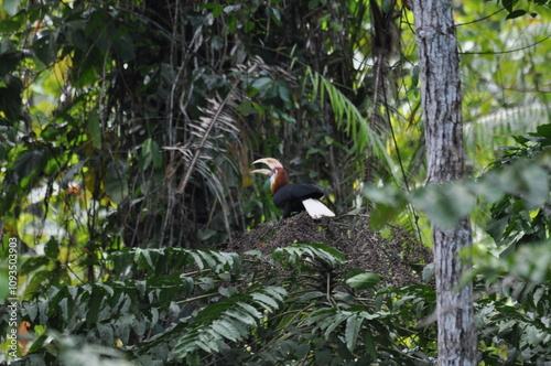 Papuan hornbills or hornbills, seen playing in the trees of tropical forests. This bird is easy to find in the Maluku Islands, photo