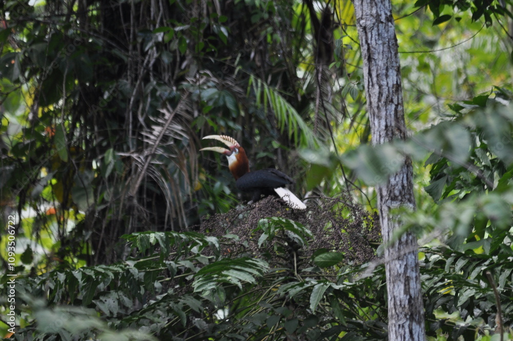 Fototapeta premium Papuan hornbills or hornbills, seen playing in the trees of tropical forests. This bird is easy to find in the Maluku Islands,