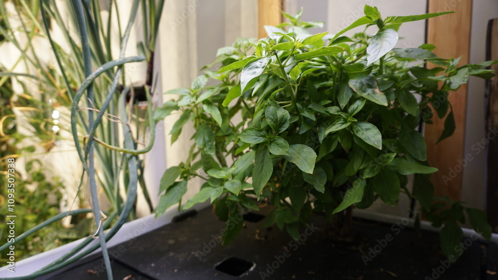 Thriving Thai Basil Plant Growing Indoors Under LED Light Thriving Thai Basil Plant Growing Indoors Under LED Light