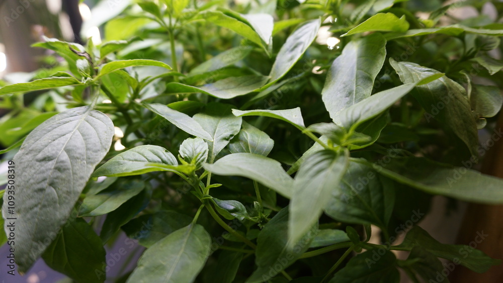Obraz premium Thriving Thai Basil Plant Growing Indoors Under LED Light