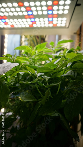 Thriving Thai Basil Plant Growing Indoors Under LED Light