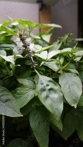 Thriving Thai Basil Plant Growing Indoors Under LED Light