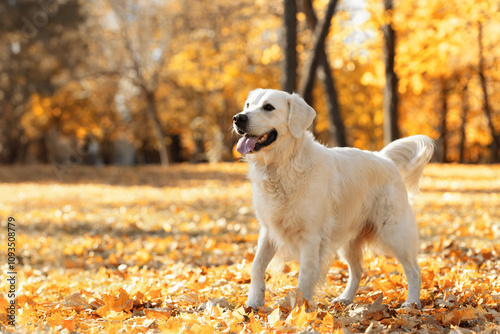 golden retriever in the park