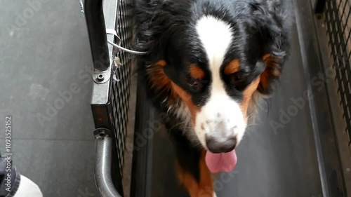 A big dog is running on a treadmill. Dog training at the fitness club. Weight loss in dogs. Healthy joints of dogs.