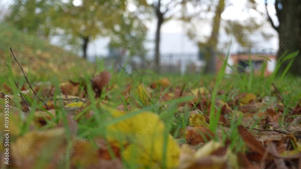 November’s Autumn Beauty, yellow leaves November’s Autumn Beauty, yellow leaves