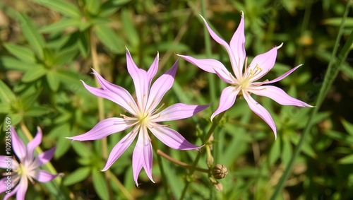 Cleome spinosa, called the spiny spiderflower, is a species of flowering plant in the genus Cleome. photo