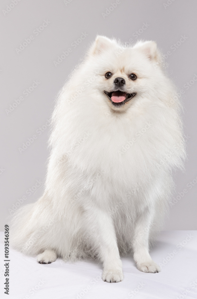 A fluffy white Pomeranian sits calmly, showcasing its voluminous fur and friendly smile. The bright indoor setting highlights the dog's playful personality and elegance. A fluffy white Pomeranian sits calmly, showcasing its voluminous fur and friendly smile. The bright indoor setting highlights the dog's playful personality and elegance.
