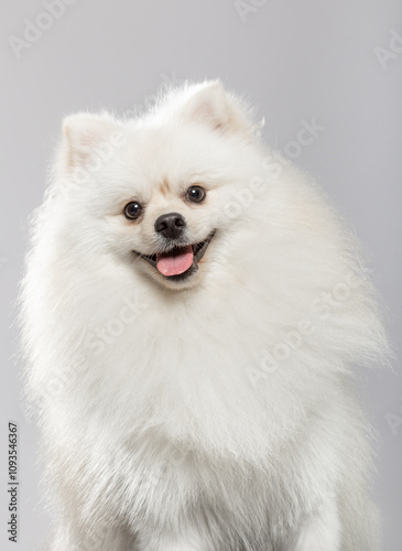 A fluffy white pomeranian sits calmly, showcasing its vibrant personality with a cheerful expression and bright eyes. Its luxurious fur draws attention, creating an adorable appearance.