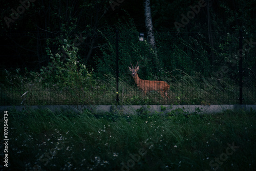 Fototapeta Naklejka Na Ścianę i Meble -  Wild forest