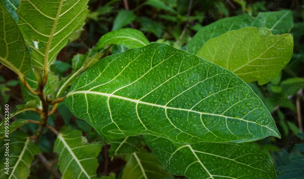 morning dew that sticks to the wide green leaves