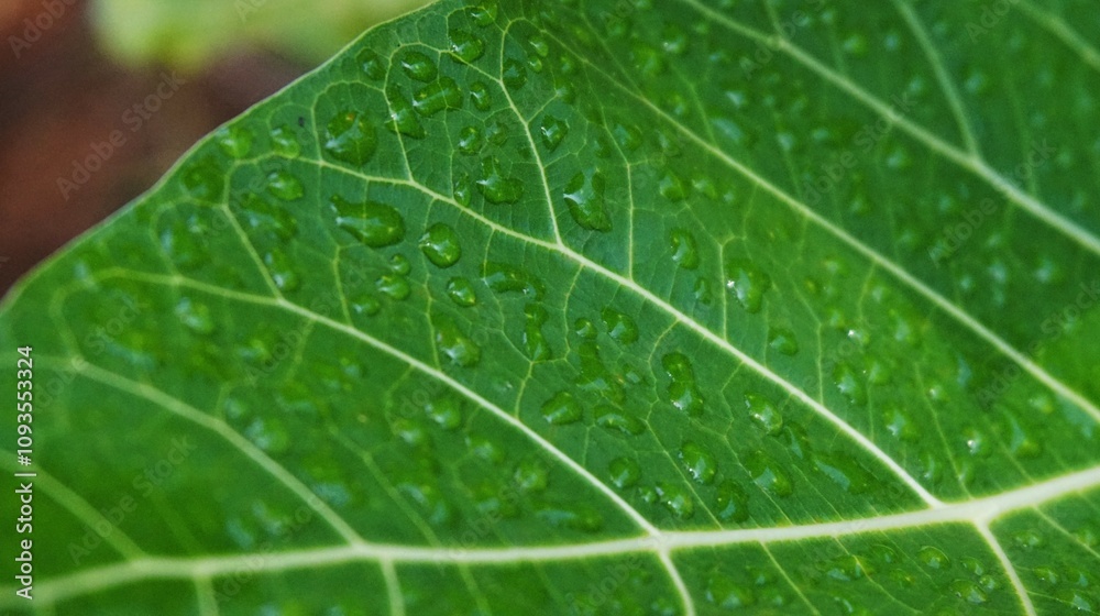 morning dew that sticks to the wide green leaves morning dew that sticks to the wide green leaves