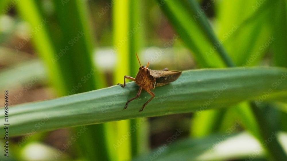 photo of grasshopper perched on sugar cane leaf photo of grasshopper perched on sugar cane leaf