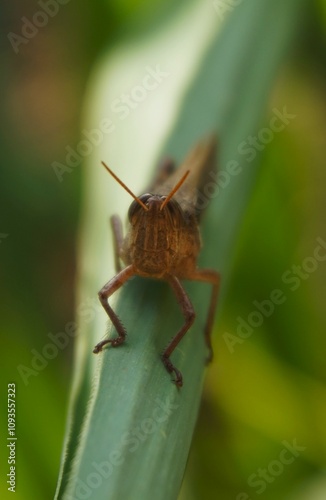 photo of grasshopper perched on sugar cane leaf