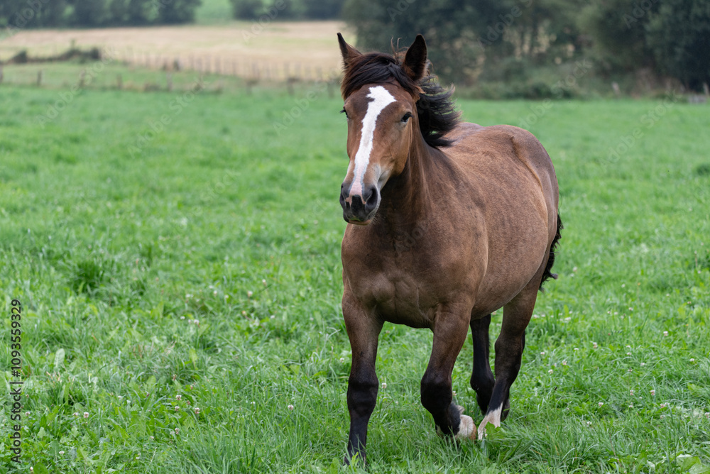 thoroughbred horse trotting with long mane blown by the wind thoroughbred horse trotting with long mane blown by the wind