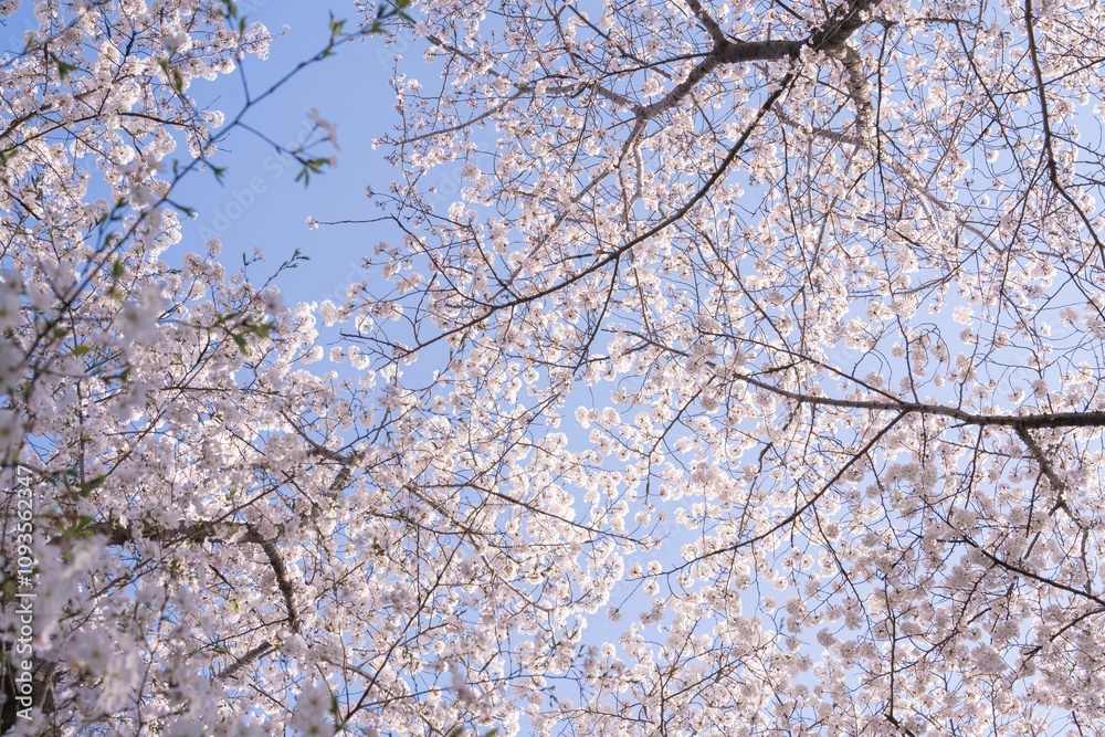 Cherry blossom branches against blue sky. Cherry blossom branches against blue sky.