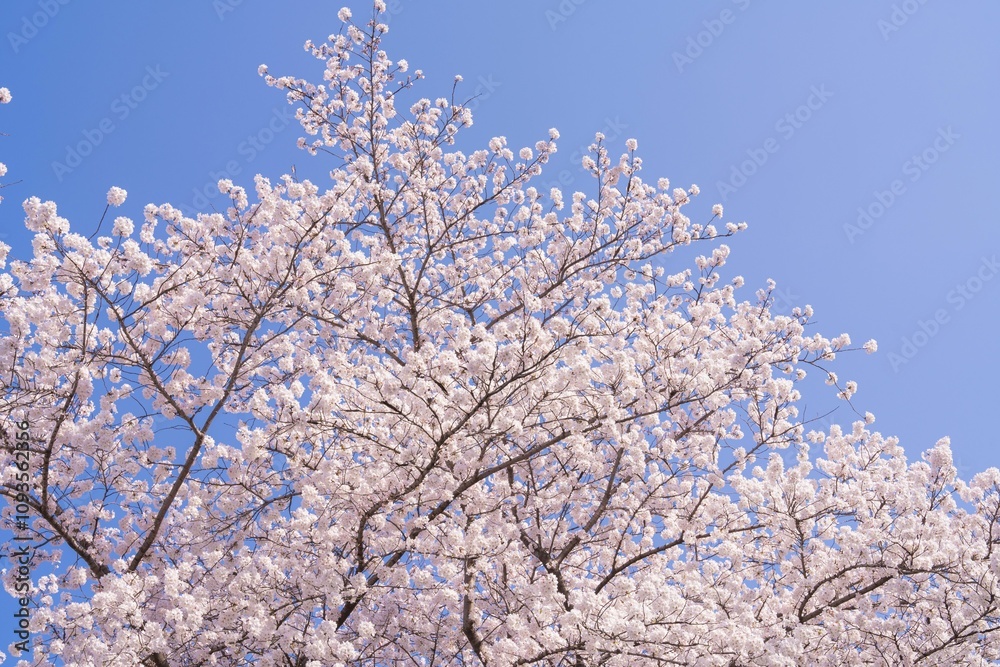 Cherry blossoms against a clear blue sky. Cherry blossoms against a clear blue sky.