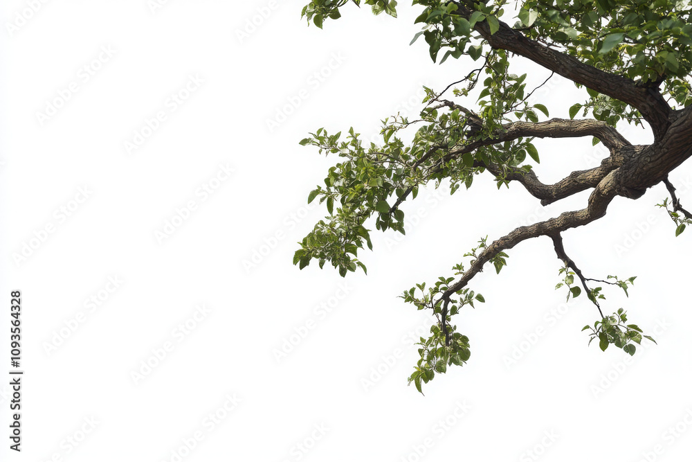 Fototapeta premium Big tree foreground, foliage leaves on corner border on transparent background 