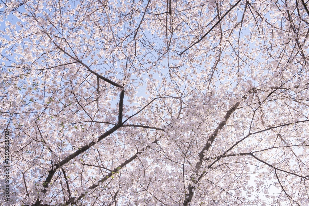 Cherry blossom branches against blue sky. Cherry blossom branches against blue sky.