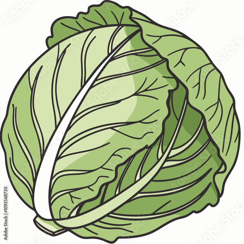 cabbage isolated on white background