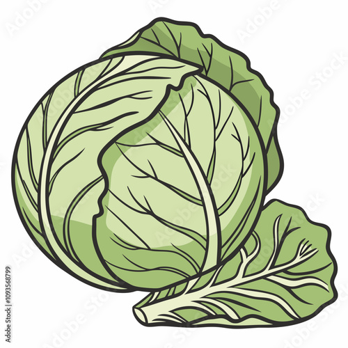 cabbage isolated on white background