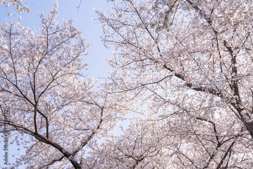 Cherry blossoms in full bloom against a blue sky.