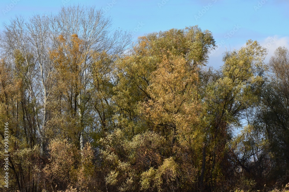 Autumn trees and reed grass on the lake in sunny day Autumn trees and reed grass on the lake in sunny day