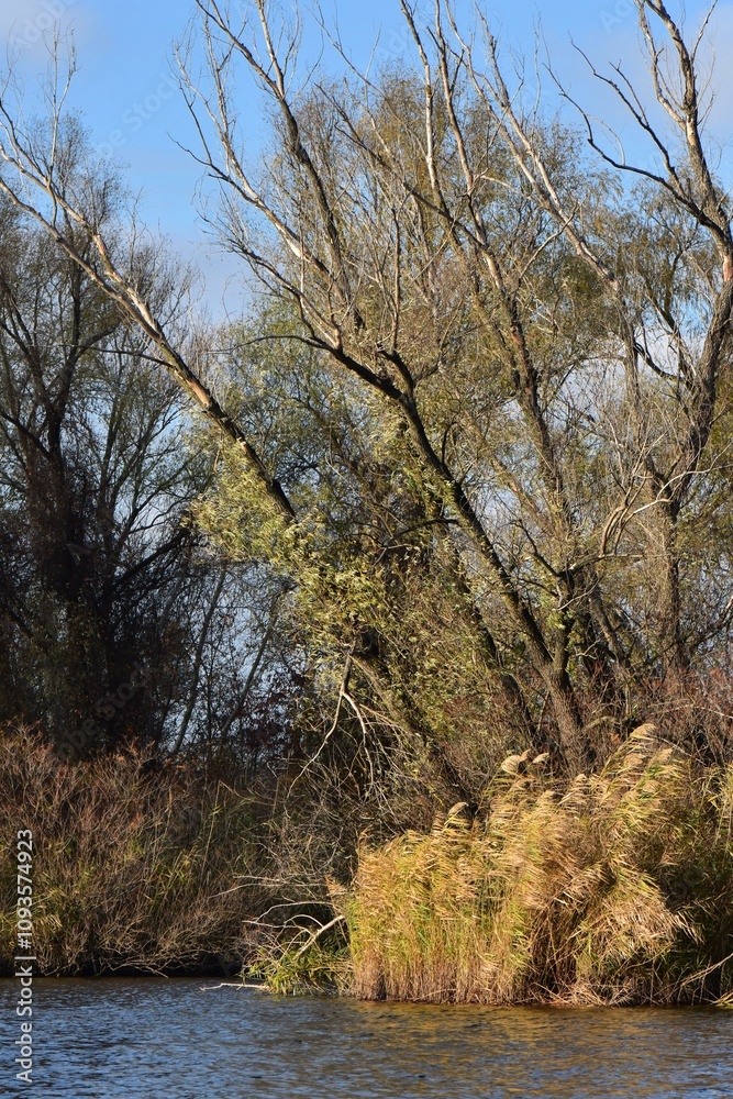 Autumn trees and reed grass on the lake in sunny day Autumn trees and reed grass on the lake in sunny day
