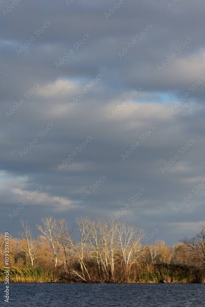 Obraz premium Autumn trees and reed grass on the lake in sunny day