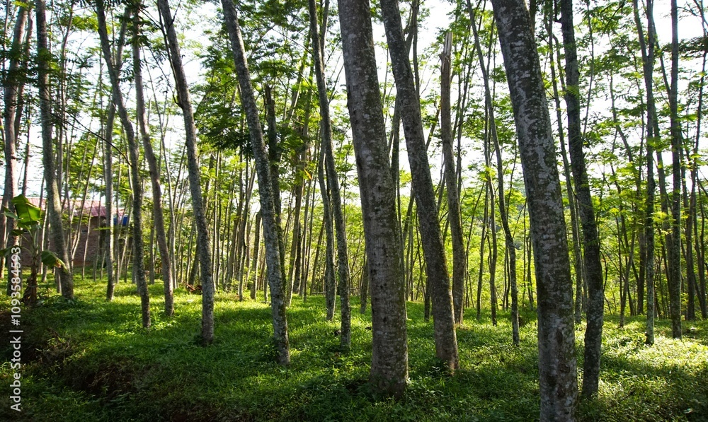 Panorama of rubber plantation or rubber trees or rubber trees with branches and leaves, looks cool and fresh Panorama of rubber plantation or rubber trees or rubber trees with branches and leaves, looks cool and fresh