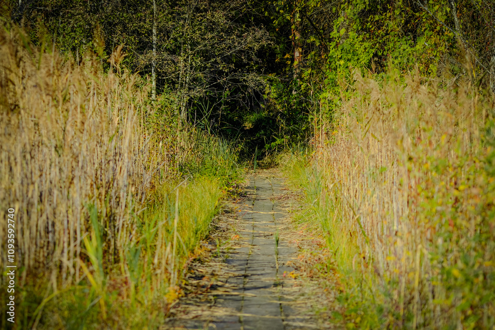 Overgrown Pathway Through Reeds and Forest
