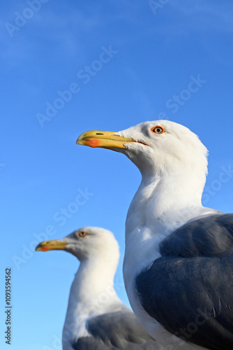 Gulls, birds. Seagulls against a background of blue sky. Gulls, or seagulls, seabirds of the family Laridae in the suborder Lari