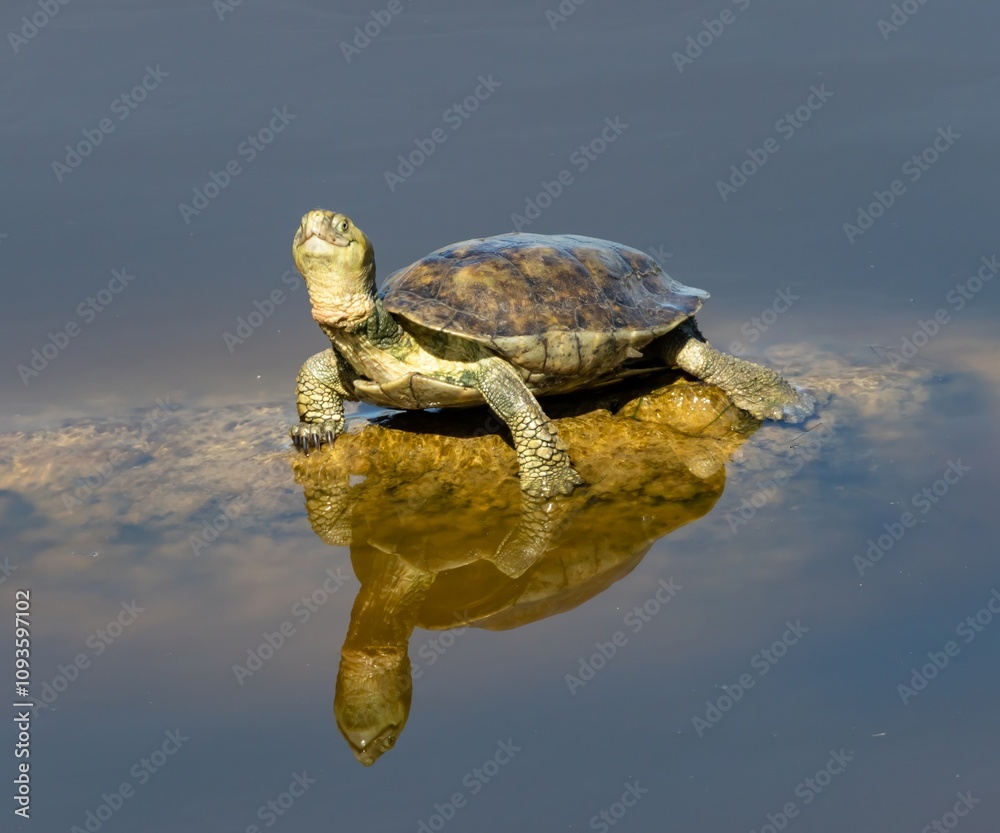 Fototapeta premium Turtle in a pond at nature reserve Guadalhorce, near Malaga in Andalusia, Spain.