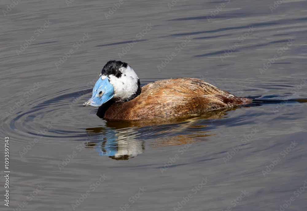 Fototapeta premium White-headed Duck (Oxyura leucocephala) male, swimming in a pond at nature reserve Guadalhorce, near Malaga in Andalusia, Spain.