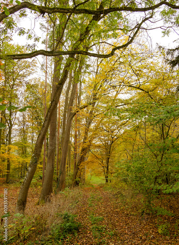 Weg mitten mystischen und idyllischen Wald mit herrlichen Herbstfarben oberhalb des Dorfes Wendenheim im Landkreis Tübingen photo