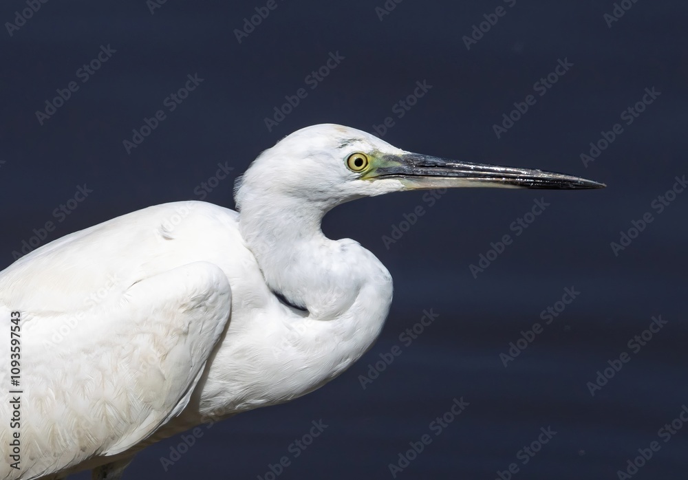 Fototapeta premium Little Egret (Egretta garzetta) in a pond at nature reserve Guadalhorce, near Malaga in Andalusia, Spain.