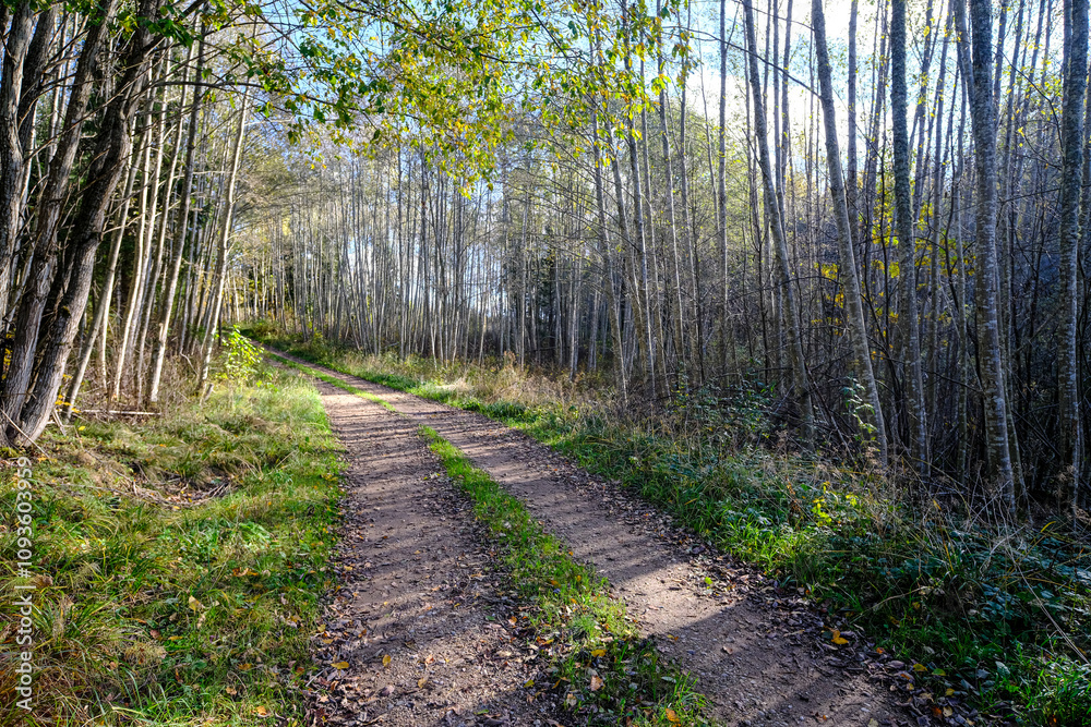 Fototapeta premium Shaded Dirt Road through Autumn Forest