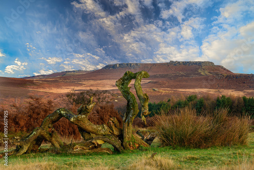 An old dead tree stump and in the background an autumn view of the mountain, a bright blue sky. Longshaw