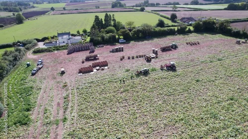 Aerial footage of people harvesting the pumpkin crops in a pumpkin field in Somerset, England, UK