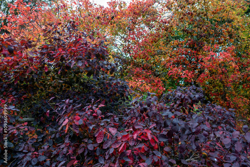 Rich shades of red and purple dominate the autumn landscape of this garden. Rich shades of red and purple dominate the autumn landscape of this garden.
